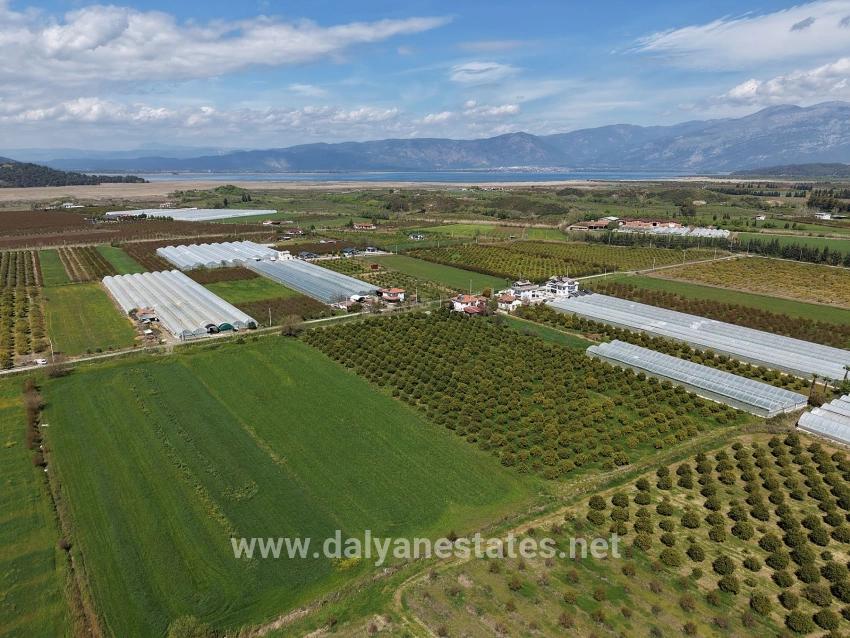 16,000 M² Pomegranate Orchard For Sale In Eskiköy