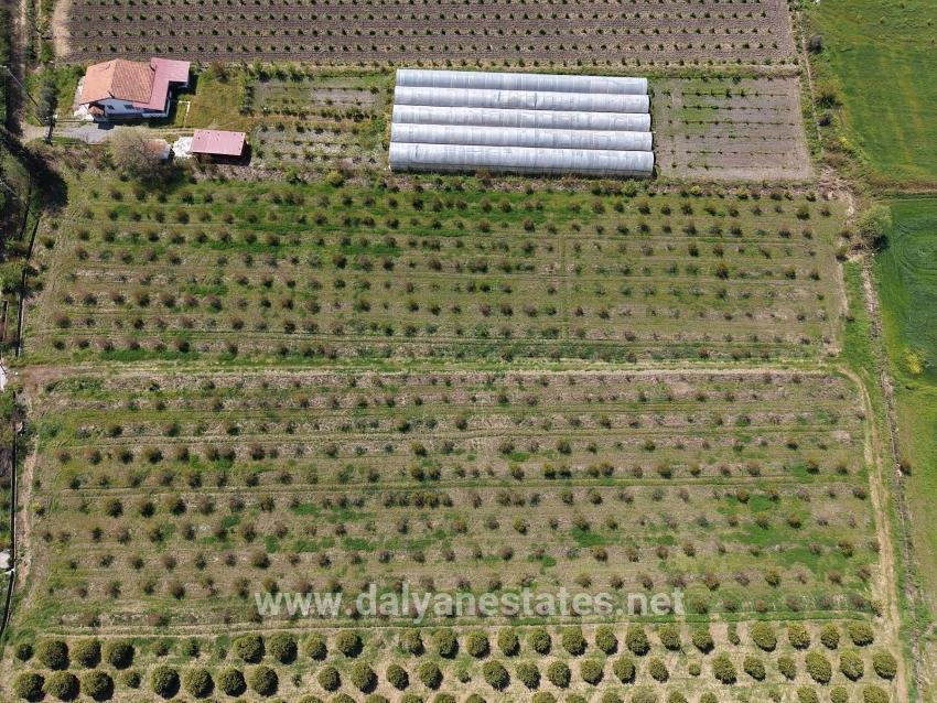 16,000 M² Pomegranate Orchard For Sale In Eskiköy
