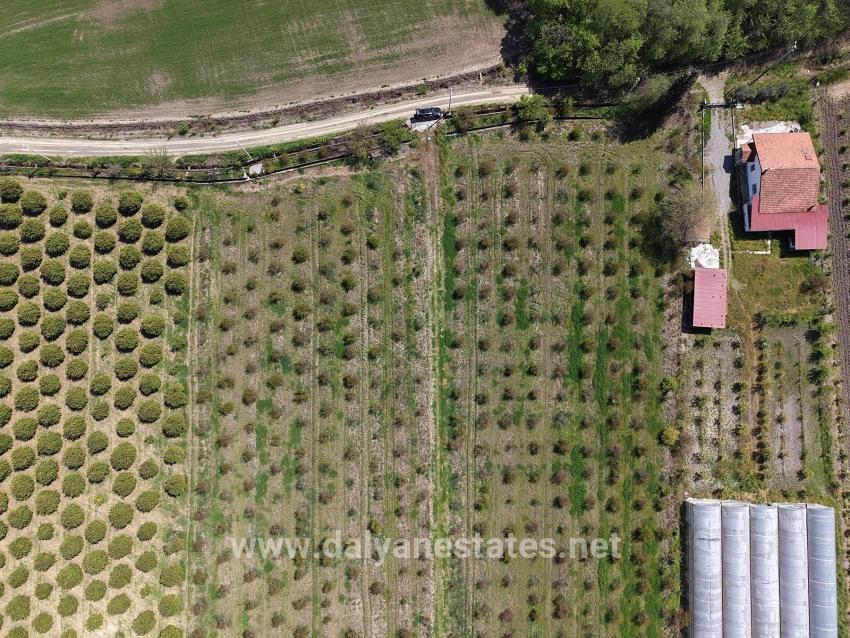 16,000 M² Pomegranate Orchard For Sale In Eskiköy