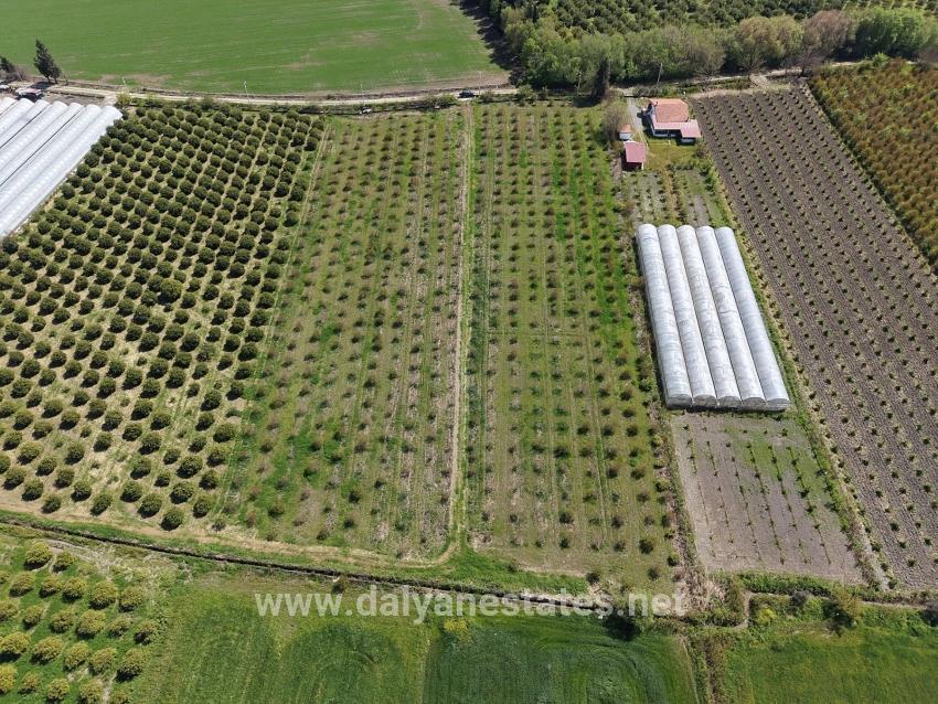16,000 M² Pomegranate Orchard For Sale In Eskiköy