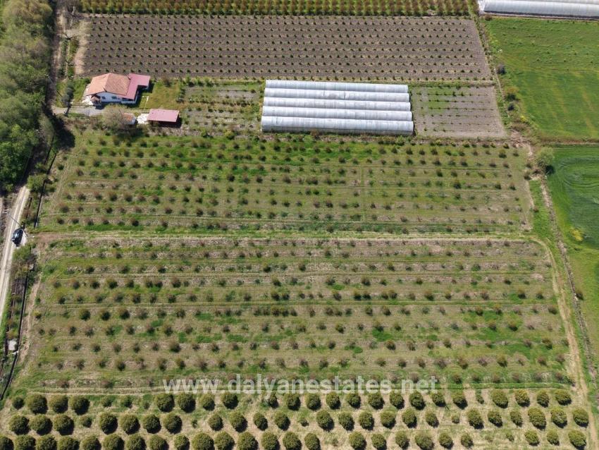 16,000 M² Pomegranate Orchard For Sale In Eskiköy