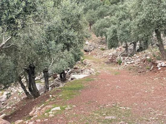 Köyceğiz Ekincik sea view 7.000m2 2b for sale olive grove