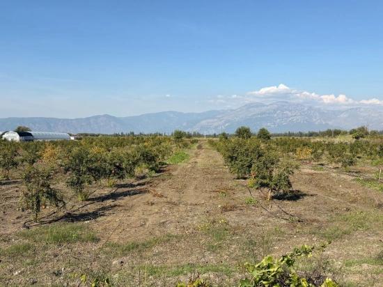 21500m2 Pomegranate Garden For Sale In Eskiköy