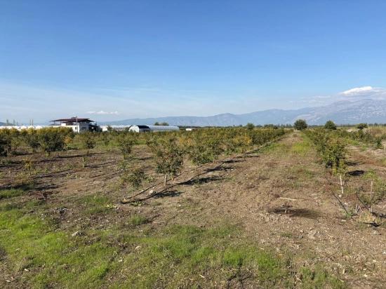 21500m2 Pomegranate Garden For Sale In Eskiköy