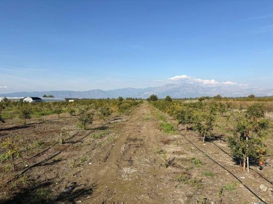 21500m2 Pomegranate Garden For Sale In Eskiköy