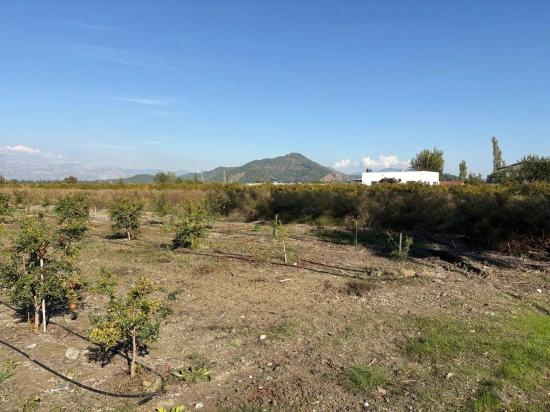 21500m2 Pomegranate Garden For Sale In Eskiköy