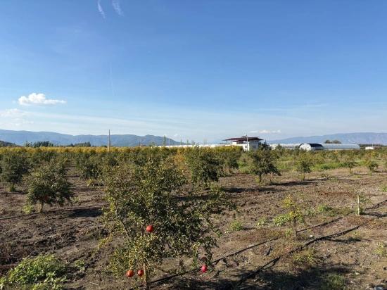 21500m2 Pomegranate Garden For Sale In Eskiköy