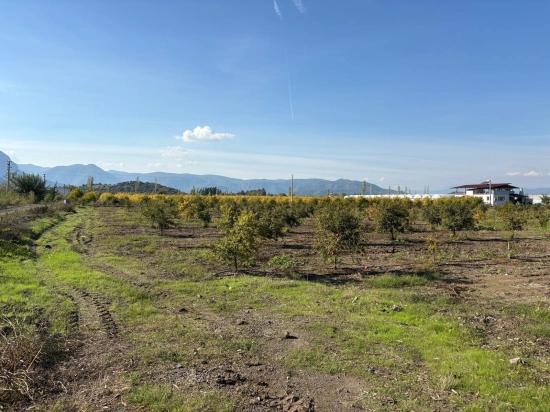21500m2 Pomegranate Garden For Sale In Eskiköy