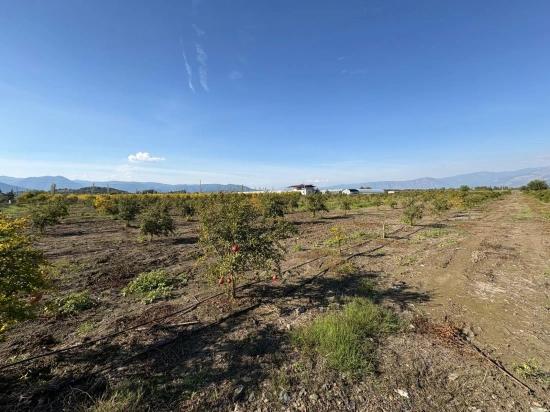 21500m2 Pomegranate Garden For Sale In Eskiköy