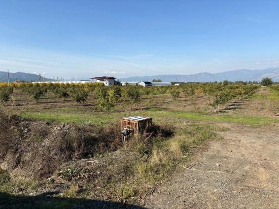 21500m2 Pomegranate Garden For Sale In Eskiköy