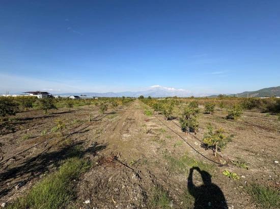 21500m2 Pomegranate Garden For Sale In Eskiköy