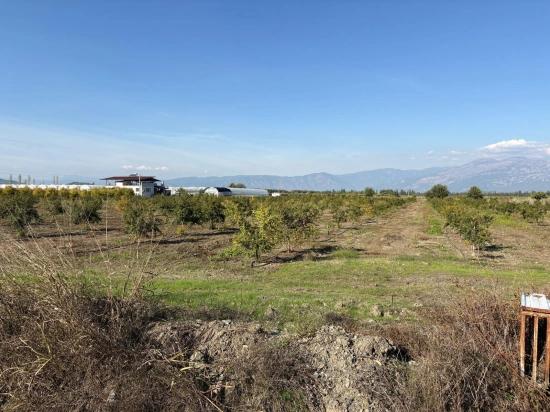 21500m2 Pomegranate Garden For Sale In Eskiköy