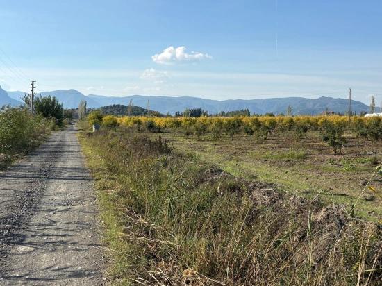 21500m2 Pomegranate Garden For Sale In Eskiköy