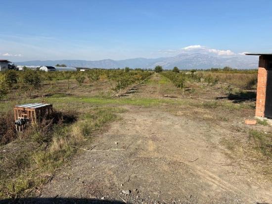 21500m2 Pomegranate Garden For Sale In Eskiköy
