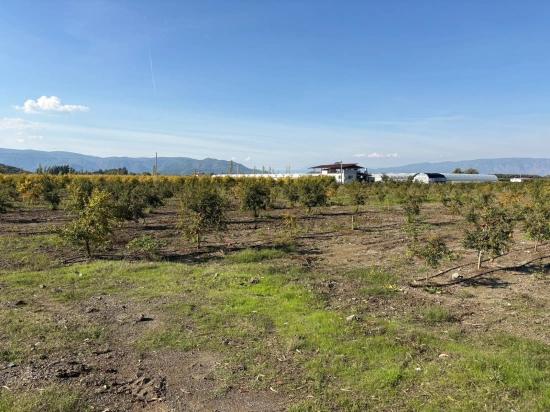 21500m2 Pomegranate Garden For Sale In Eskiköy