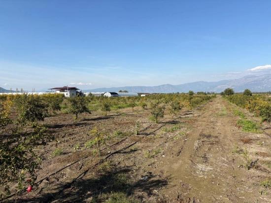 21500m2 Pomegranate Garden For Sale In Eskiköy