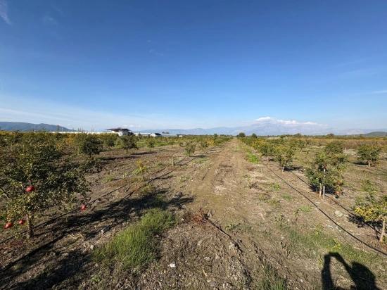 21500m2 Pomegranate Garden For Sale In Eskiköy