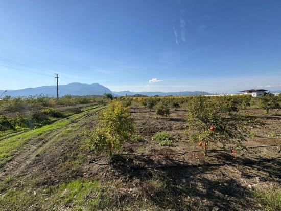 21500m2 Pomegranate Garden For Sale In Eskiköy