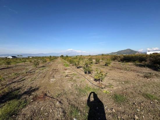 21500m2 Pomegranate Garden For Sale In Eskiköy