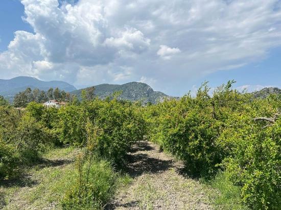 5,100 M² Plot Of Land For Sale In Dalyan, Maraş Area, Zoned For 5% Residential Use.