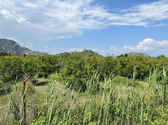 5,100 M² Plot Of Land For Sale In Dalyan, Maraş Area, Zoned For 5% Residential Use.