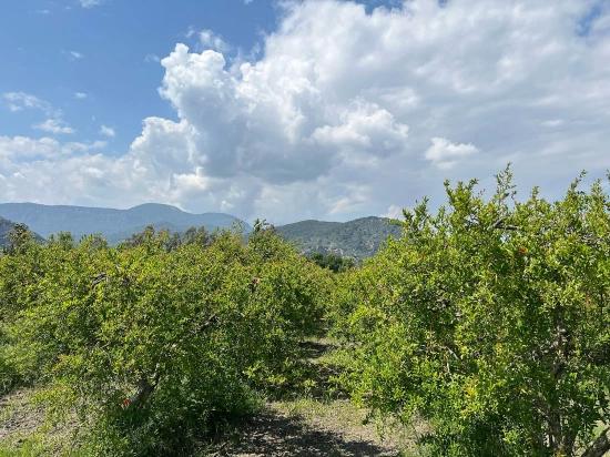 5,100 M² Plot Of Land For Sale In Dalyan, Maraş Area, Zoned For 5% Residential Use.