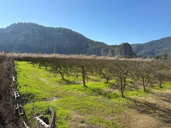 5985m2 Plot Of Land For Sale In Dalyan, Zoned For 5% Vineyard/orchard Use.