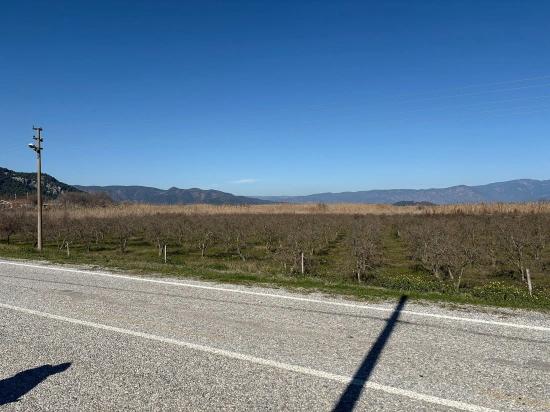 5985m2 Plot Of Land For Sale In Dalyan, Zoned For 5% Vineyard/orchard Use.