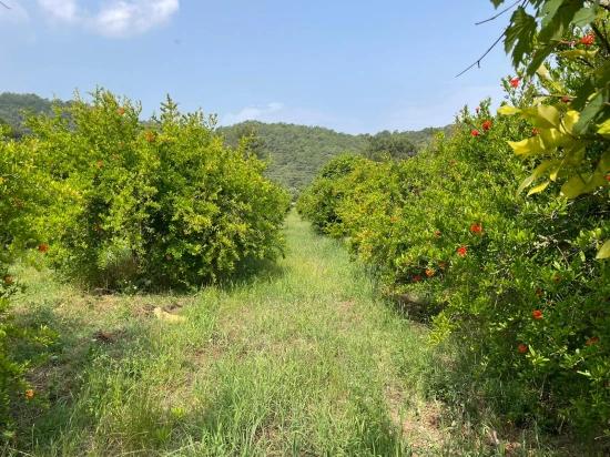 7800m2 Land For Sale In Gökbel, Next To Iztuzu Beach Road