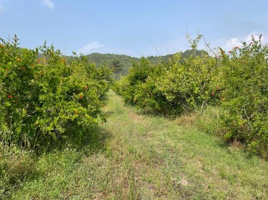 7800m2 Land For Sale In Gökbel, Next To Iztuzu Beach Road