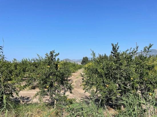 10,000 M² Pomegranate Orchard For Sale In Dalyan Arıkbaşı Gerendüzü Area.