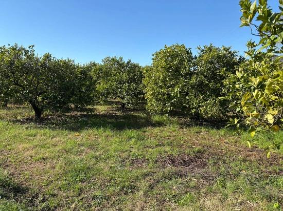 Lemon Orchard For Sale In Dalyan, 16,500 M²