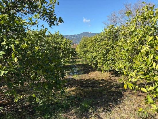 Lemon Orchard For Sale In Dalyan, 16,500 M²