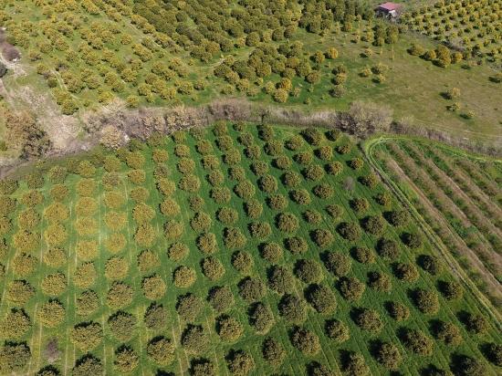 17.550m2 Vineyard-bahce For Sale Close To Dalyan Center