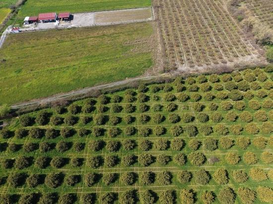 17.550m2 Vineyard-bahce For Sale Close To Dalyan Center