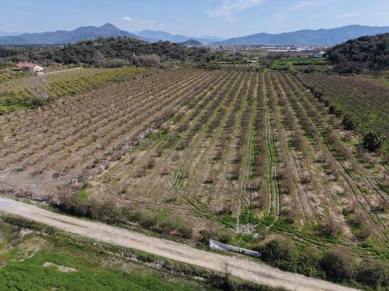 16.710m2 Pomegranate Garden For Sale With Lake View In Eskiköy