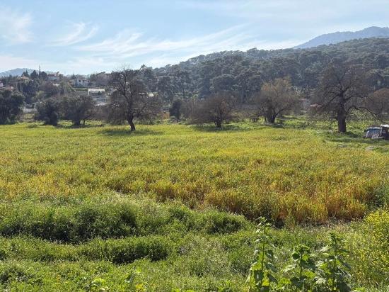 2,023 M² Plot Of Land For Sale In Çandır Village, Köyceğiz, With Shared Ownership And Voluntary Partition.