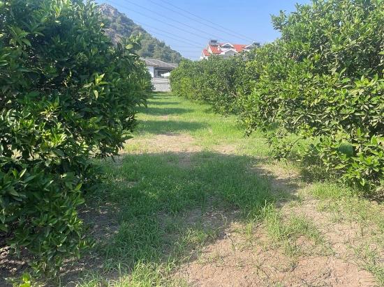 722m2 Land For Sale In Dalyan Gülpınar
