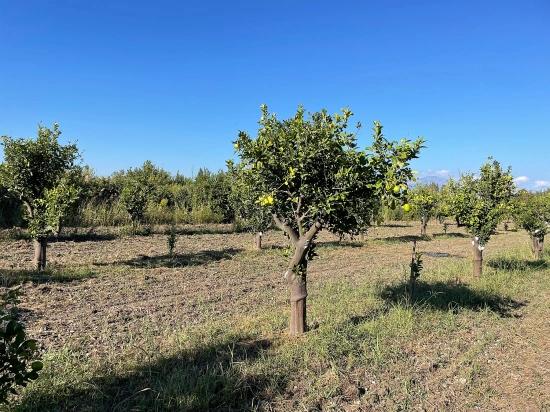 6600m2 Plot Of Land For Sale Near The Center Of Dalyan.