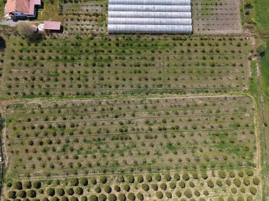 16,000 M² Pomegranate Orchard For Sale In Eskiköy