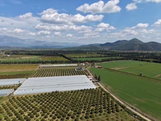 16,000 M² Pomegranate Orchard For Sale In Eskiköy
