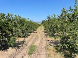 Field For sale in Dalyan Nbh. Ortaca - Housing Zoned - 10.000 m²