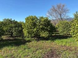Field For sale in Dalyan Nbh. Ortaca - Field Zoned - 16.500 m²