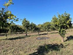 Field For sale in Dalyan Nbh. Ortaca - Field Zoned - 6.600 m²