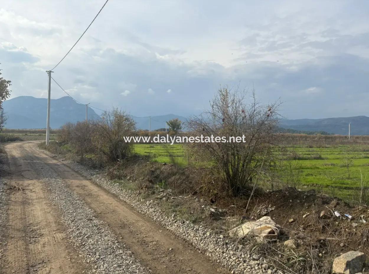 Single Title Deed 5617M2 Lemon Orchard For Sale In Tepearası