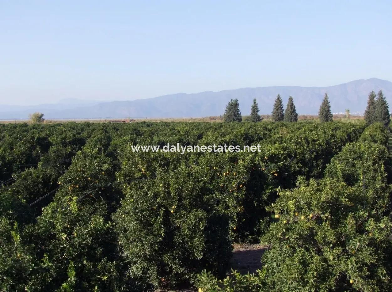 Garden For Sale In Oriya Tepearasi Between The Peak 65,000M2 Orange Garden For Sale