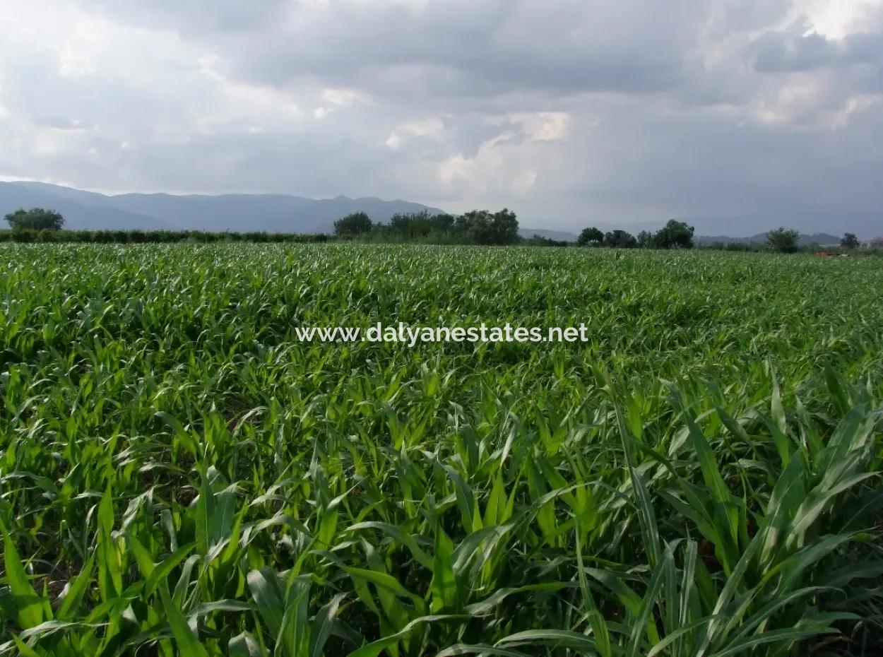 Farm For Sale Near The Centre Of Dalyan,14, 612M2 Farm For Sale