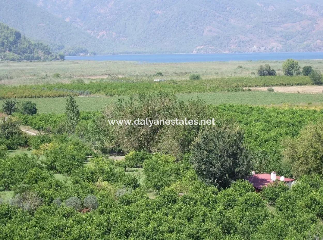 For Sale Farm For Sale In Dalyan 73410M2