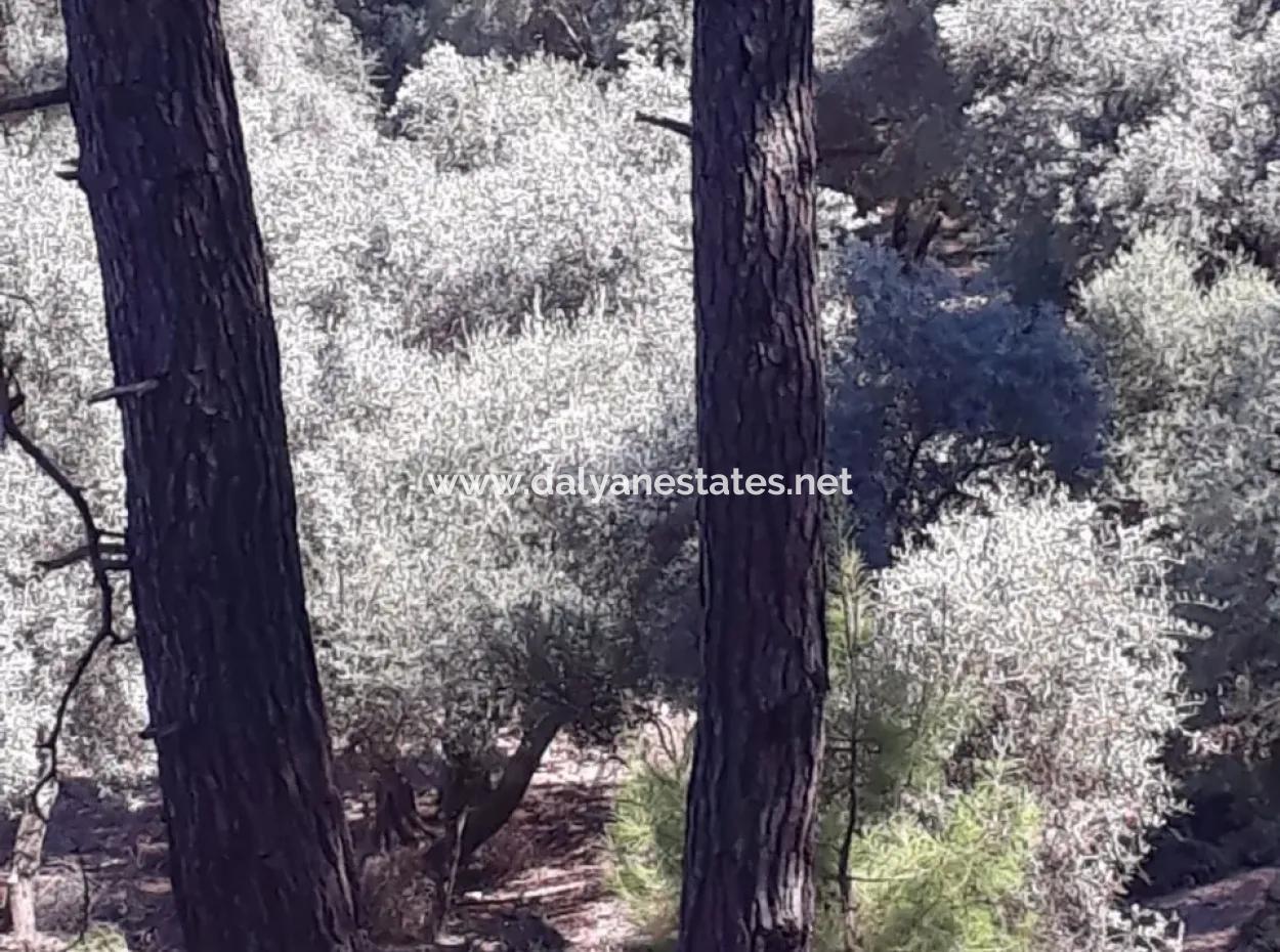 Dalyan Iztuzu In Dalyan For Sale For Sale In Candır 2367M2 2B