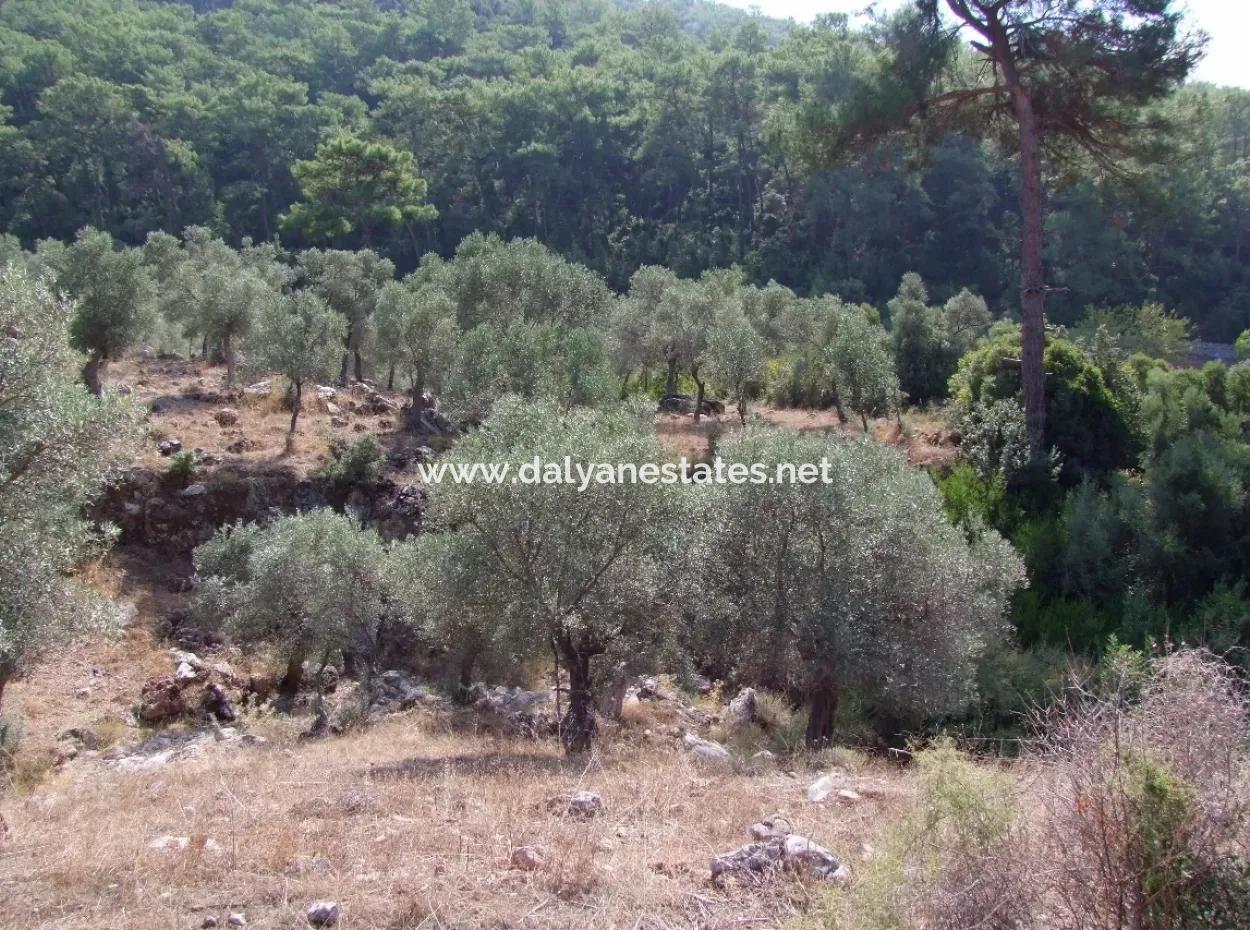 For Sale In Ekincik 5,391M2 Plot For Sale
